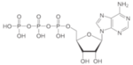 Chemische Struktur eines Nukleotids
